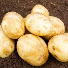 5015882031948 1 Caledonian Pearl First Early Seed Potatoes 2kg.jpg
